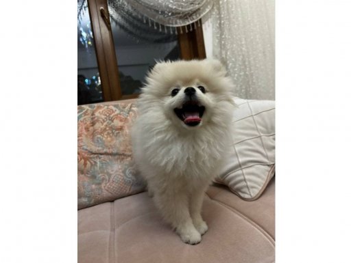 3 aylık safkan pomeranian