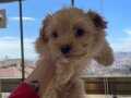ACİL SATILIK 2 AYLIK MALTİPOO