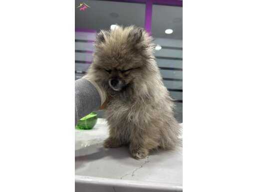 bebek pomerian boo