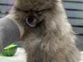 bebek pomerian boo