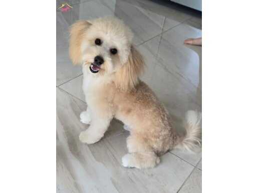Maltipoo sahiplendirme