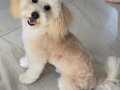 Maltipoo sahiplendirme