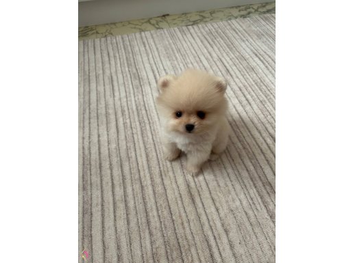 Yavru Pomeranian