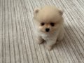Yavru Pomeranian