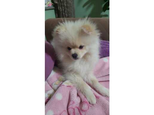 Erkek Pomeranian Köpek 19k