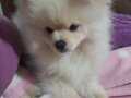 Erkek Pomeranian Köpek 19k