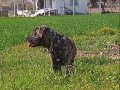 5 aylık mükemmel presa yavru alan koruması başlamıştır 