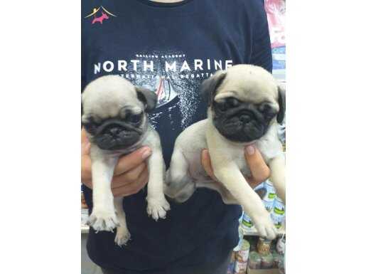 KREM PUG MOPS SAFKAN YAVRULAR