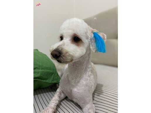 9 aylık toy poodle