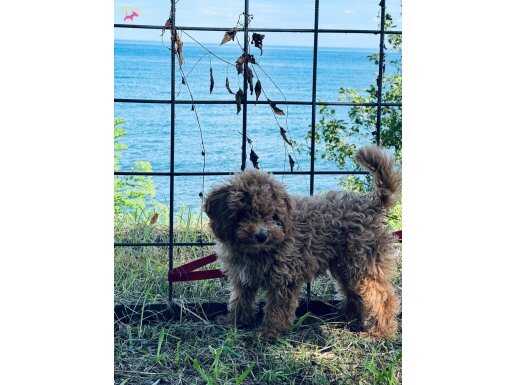 ACİLİYETTEN ORJİNAL TOY POODLE YAVRUMUZU SAHİPLENDİRİYORUM