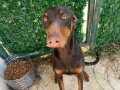 sağlıklı ve zeki doberman 