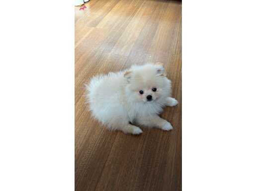 pomeranian boo teacup(küçük boyut)