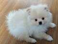 pomeranian boo teacup(küçük boyut)