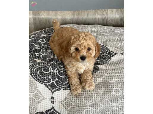 Ev ortamından maltipoo yavrular