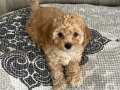 Ev ortamından maltipoo yavrular