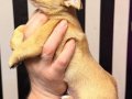 Ev Sıcaklığında Büyüyen Chihuahua Yavrularım