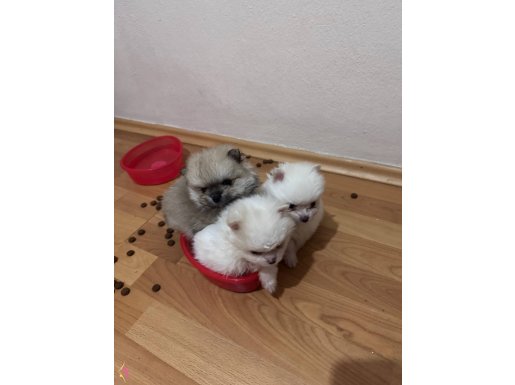 45günlük pomerian spitz (3adet mevcuttur)