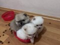 45günlük pomerian spitz (3adet mevcuttur)