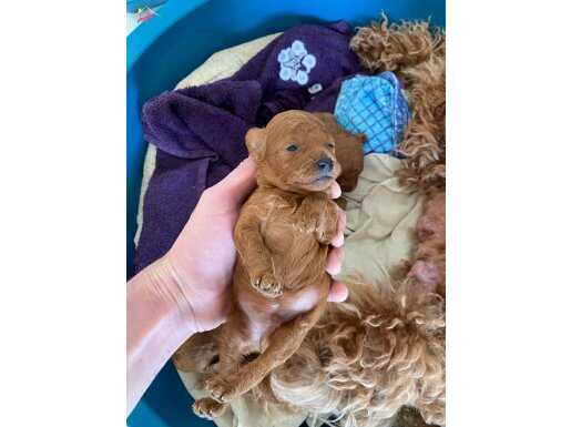 Micro Boy Yavrular Toy Poodle