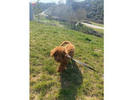 MİNİ POODLE 5 AYLIK