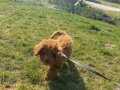 MİNİ POODLE 5 AYLIK