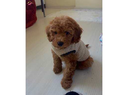  toy poddle brown oğlum.Eşyaları ile vereceğim