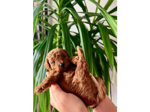 IRK VE SAĞLIK GARANTİLİ BEBEK YÜZLÜ TOY POODLE YAVRULARI