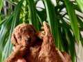 IRK VE SAĞLIK GARANTİLİ BEBEK YÜZLÜ TOY POODLE YAVRULARI