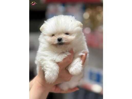 AYI SURAT POMERANİAN BOO BEBEKLER