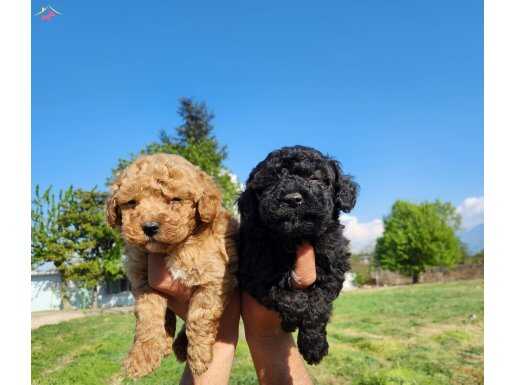 Mini boy toypoodle yavrular