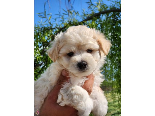 Baby face maltipoo yavrular