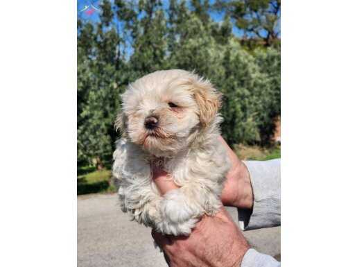 Bebek yüz mini boy maltipoo bebekler