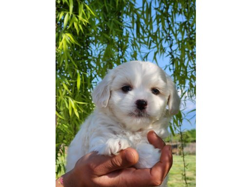 0 numara maltese terrier bebekler