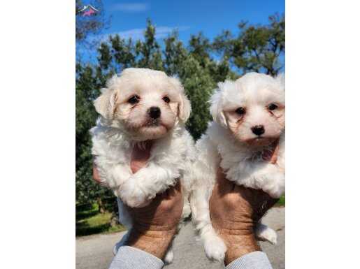 Mini boy maltese bebekler 