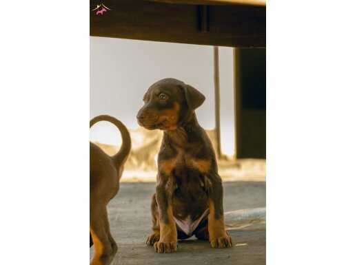 King doberman bebekler
