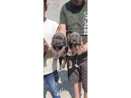 İri kafa cane corso bebekler