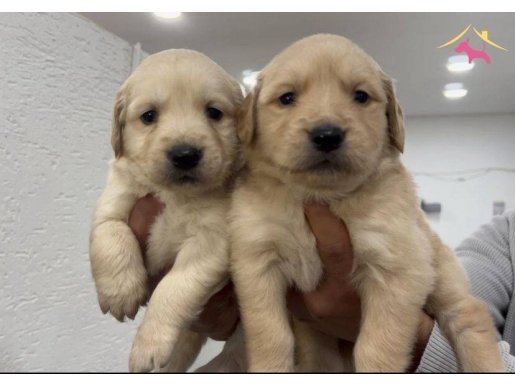 Bebek surat golden bebekler