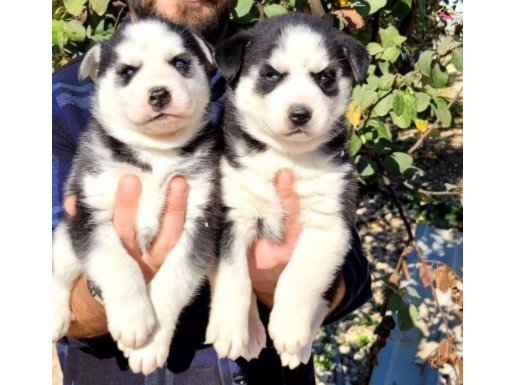 Safkan A kalite husky bebekler