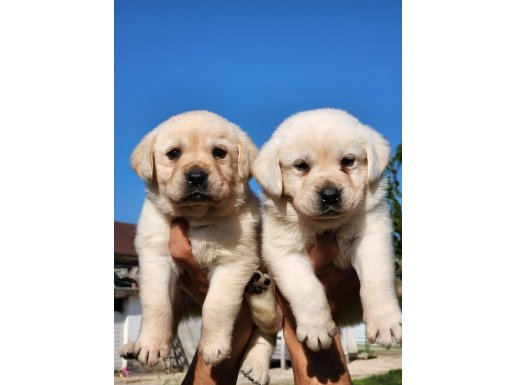A kalite labrador bebekler