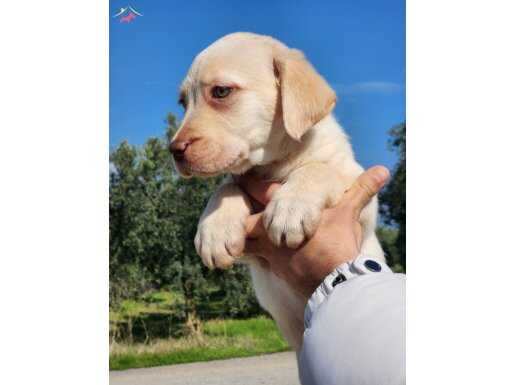 Safkan labrador bebekler