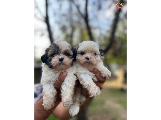 Mini boy shih tzu yavrularimiz
