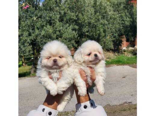 Mini boy pekinez bebekler 