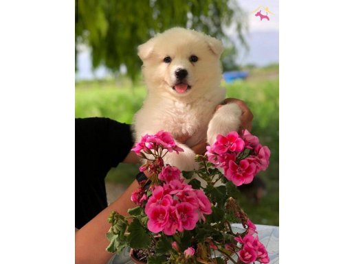 A kalite samoyed bebekler