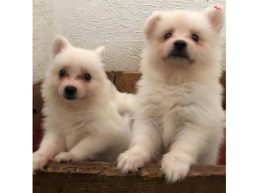 A kalite spitz bebekler