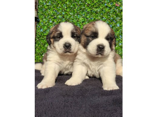 Safkan A kalite saint bernard bebekler