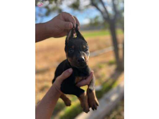 Muhteşem kan hattı doberman yavrular