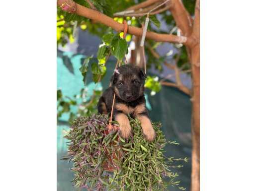 DÜŞÜK BEL A KALİTE ALMAN KURDU BEBEKLER