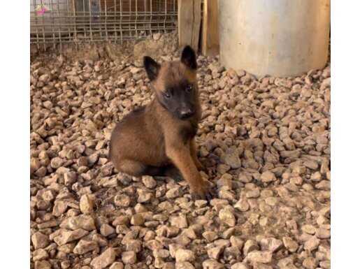 A KALİTE BELÇİKA KURDU YAVRULARIMIZ