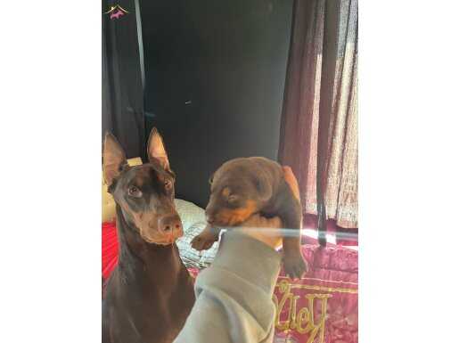 KİNG İRİ GÖĞÜS DOBERMAN YAVRULAR 