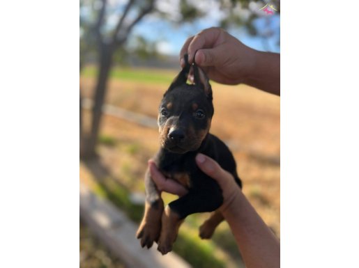 MUHTEŞEM ANNE BABANIN BEBEKLERI IRI GOGUS DOBERMAN YAVRULAR